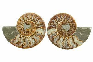 Cut & Polished Crystal-Filled Ammonite Fossil - Madagascar #354165