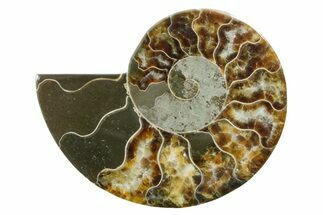 Cut & Polished Ammonite Fossil (Half) - Madagascar #354169