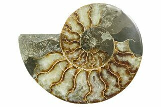 Cut & Polished Ammonite Fossil (Half) - Madagascar #354172