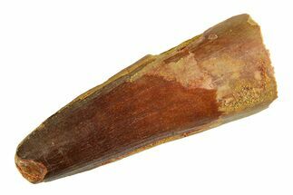 Fossil Spinosaurus Tooth - Real Dinosaur Tooth #354729
