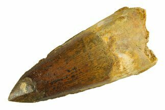 Bargain, Fossil Spinosaurus Tooth - Restored Tip #354734