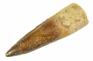 Fossil Spinosaurus Tooth - Real Dinosaur Tooth #354748