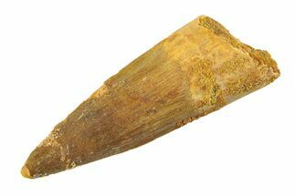 Fossil Spinosaurus Tooth - Real Dinosaur Tooth #354754