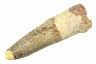 Fossil Spinosaurus Tooth - Real Dinosaur Tooth #354763