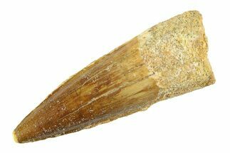 Fossil Spinosaurus Tooth - Real Dinosaur Tooth #354767