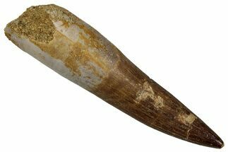 Fossil Plesiosaur (Zarafasaura) Tooth - Morocco #354693