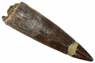 Bargain, Fossil Plesiosaur (Zarafasaura) Tooth - Morocco #354698