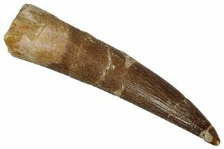 Fossil Plesiosaur (Zarafasaura) Tooth - Morocco #354704