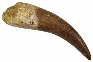 Fossil Plesiosaur (Zarafasaura) Tooth - Morocco #354707