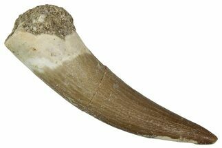 Fossil Plesiosaur (Zarafasaura) Tooth - Morocco #354708