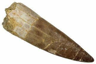 Fossil Plesiosaur (Zarafasaura) Tooth - Morocco #354709