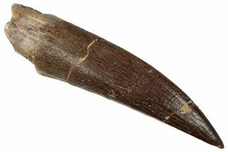 Large, Fossil Plesiosaur (Zarafasaura) Tooth - Morocco #354715