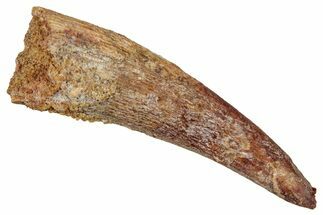Large, Fossil Pterosaur (Siroccopteryx) Tooth - Morocco #354869