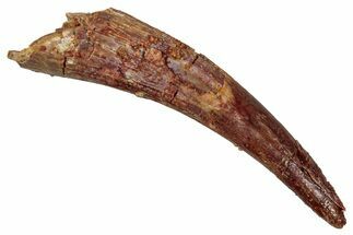 Huge, Fossil Pterosaur (Siroccopteryx) Tooth - Morocco #354876