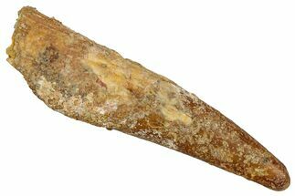 Fossil Pterosaur (Siroccopteryx) Tooth - Morocco #354879