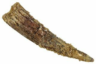 Fossil Pterosaur (Siroccopteryx) Tooth - Morocco #354882