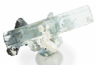 Gemmy Aquamarine Crystals with Schorl and Feldspar - Namibia #354949