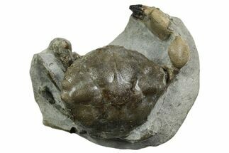 Eocene Fossil Crab (Pulalius) - Washington State #354988