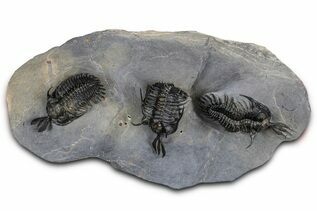 Trilobite Fossils For Sale