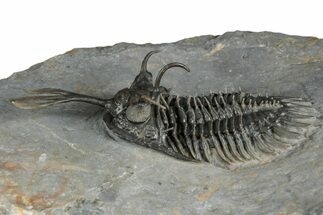 Walliserops Trilobite From Marjane, Morocco - Unusual Locality #354614