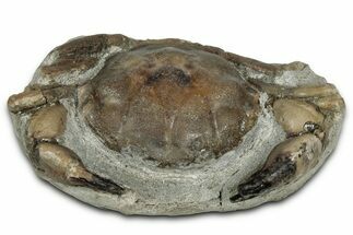 Eocene Fossil Crab (Pulalius) - Washington State #354992