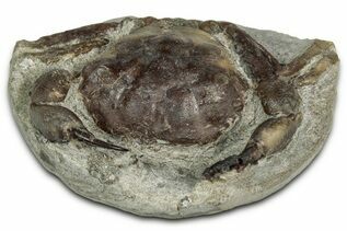 Fossil Crabs For Sale