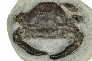 Eocene Fossil Crab (Megakos) - Washington State #355018