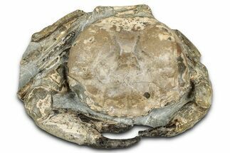 Oligocene Fossil Crab (Branchioplax) - Washington State #355024