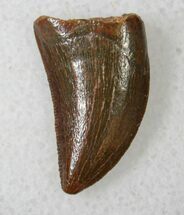 Baby Carcharodontosaurus Tooth - Great Preservation #18966
