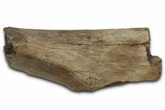 Fossil Ornithischian Dinosaur Rib Section - Montana #355106