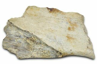 Fossil Ornithischian Dinosaur Bone Section - Montana #355110