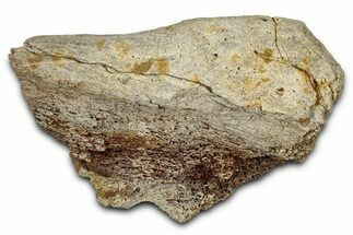 Fossil Ornithischian Dinosaur Bone Section - Montana #355116