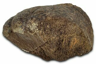 Fossil Ornithischian Dinosaur Bone Section - Montana #355118