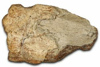 Dinosaur (Triceratops) Frill Shield Section - Montana #355180