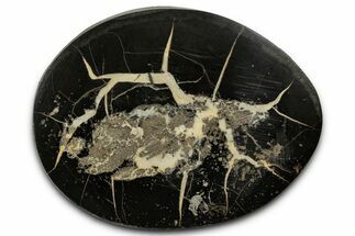Polished Fish Coprolite (Fossil Poo) Nodule Half - Scotland #355202
