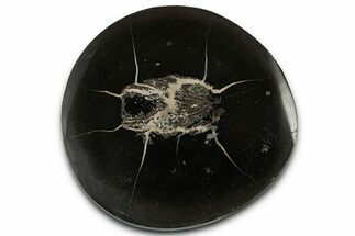 Polished Fish Coprolite (Fossil Poo) Nodule Half - Scotland #355212