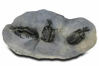 Trilobite Fossils For Sale