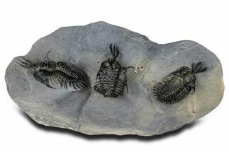 Triple Spiny Walliserops Trilobite Specimen - Timrzit, Morocco #354605