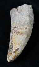 Huge Rooted Fossil Crocodile Tooth - Morocco #18957