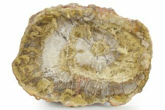 Polished Petrified Wood (Araucaria) Round - Madagascar #355321