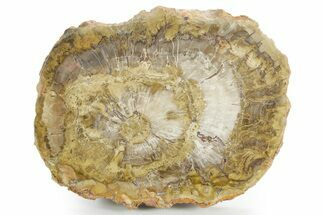 Polished Petrified Wood (Araucaria) Round - Madagascar #355322