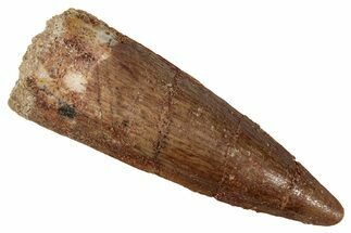 Fossil Spinosaurus Tooth - Real Dinosaur Tooth #354783