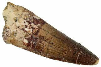 Fossil Spinosaurus Tooth - Real Dinosaur Tooth #354785