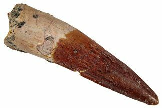 Fossil Spinosaurus Tooth - Real Dinosaur Tooth #354790