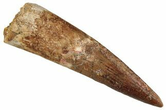 Fossil Spinosaurus Tooth - Real Dinosaur Tooth #354801