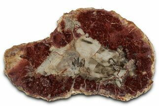 Beautiful Petrified Wood (Araucaria) Slab - Madagascar #355339