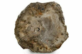 Polished Petrified Wood (Araucaria) Round - Madagascar #355354