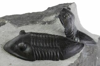 Plate of Inflated Isotelus Trilobite - Walcott-Rust Quarry, NY #355364