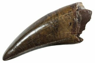 Pristine Serrated Tyrannosaurus (T rex) Premax Tooth - Montana #355462