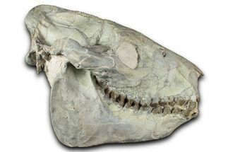 Fossil Oreodont (Merycoidodon) Skull - South Dakota #355528